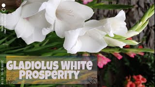 Gladiolus flower  "White Prosperity"