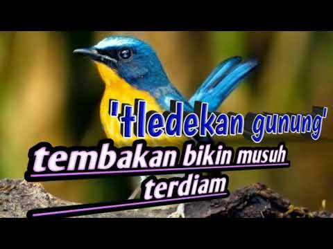 mikat burung teledekan gunung asli jawa barat
