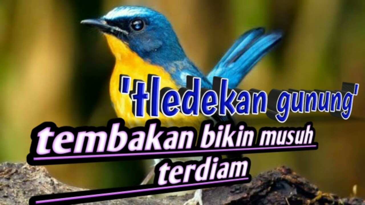 burung tledekan gunung gacor