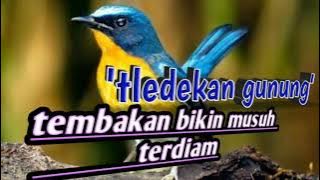 burung tledekan gunung gacor