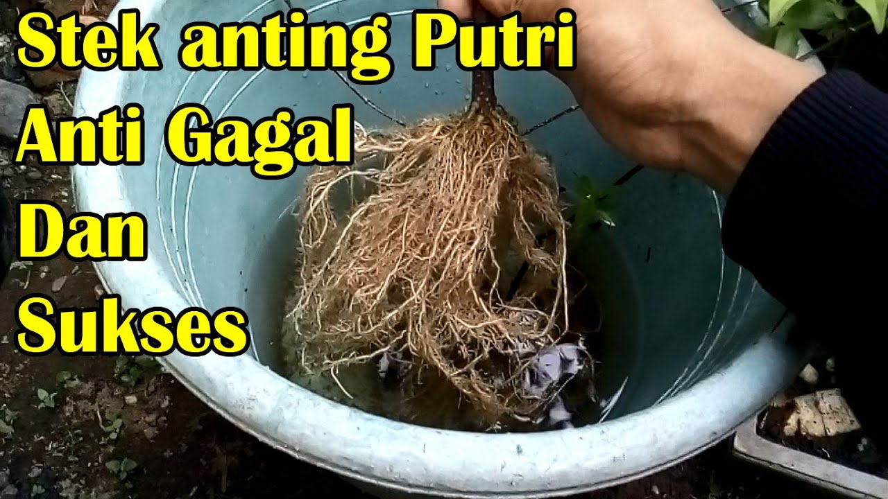 Stek Anting Putri Menggunakan media Air YouTube Stek Anting Putri Menggunakan media Air YouTube