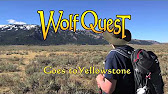 Howling at Tower Fall - YouTube