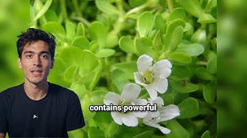 Fast Brain Booster Review – Unlock Mental Clarity, Memory & Focus Fast!