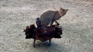 被大公鸡抢食的孵蛋鸭很生气，于是找猫咪撒气