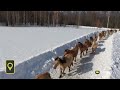 «Людям стоит поучиться»: удивительное видео с лошадьми сняли в Башкирии