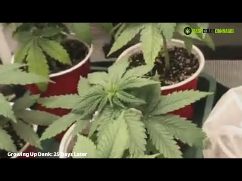 Growing Up Dank Episode 8: 25 Days Later