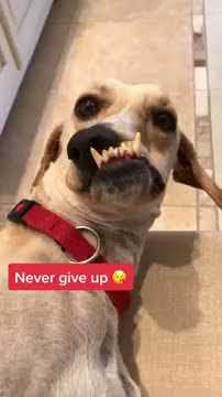 #nevergiveup #booksoftiktok #rescuedogsoftiktok 😭😌😄 Super Funny Dog Videos 🐼 🐶🐕 | DOG Face 狗 #shorts