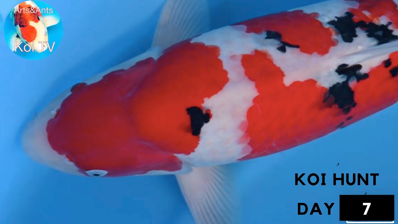 Selecting koi at ISA Koi Farm | Koi hunt feb. 2020 | day 7 |  Arts&Ants Selecting koi at ISA Koi Farm | Koi hunt feb. 2020 | day 7 |  Arts&Ants