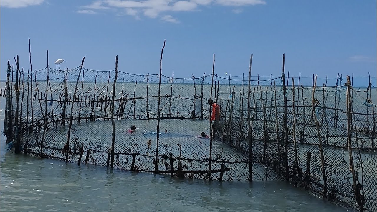 CHEGAMOS NO CURRAL PRA MAS UMA DESPESCA DE CURRAL NA PRAIA DE BITUPITÁ CEARÁ! AUMENTO A ESPADA