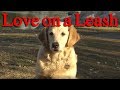 Love on a Leash - ralphthemoviemaker