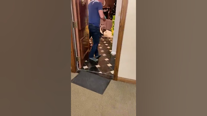 Pup is so excited that mom and dad are back from a trip, he gets crazy zoomies!