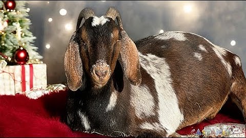 Critteraid needs Xmas decorators