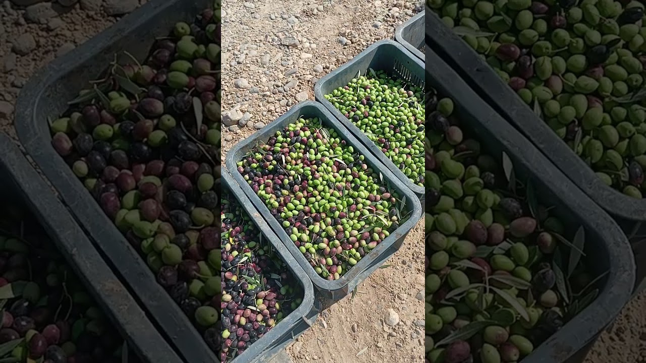 إنطلاق موسم جني الزيتون بجرسيف لسنة 2025 بحول الله