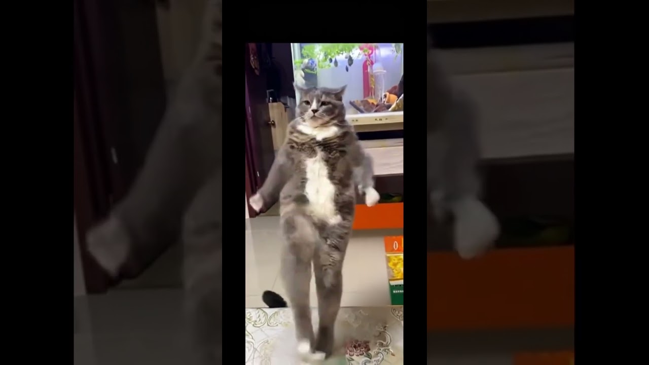 #speedsong #song #dance #music #spedup #funny #dankememes #funnypictures #memeclip