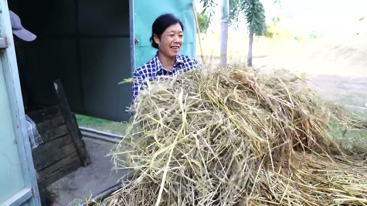 ကောက်ရိုးအသုံးပြု၍ကောက်ရိုးမှိုစိုက်ပျိုးနည်း