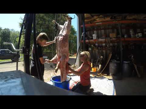 Pig Slaughtering