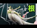 根を伸ばしてしまったティランジアの行く末