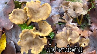 Download Lagu Ep1 ป่านี้เห็ดดำ มีแต่ดอกใหญ่ๆ แต่ต้องย้ายป่า เพราะป่านี้ ป๊าเดินด้วยไม่ได้ อีกป่าเดินง่าย#เก็บเห็ด MP3