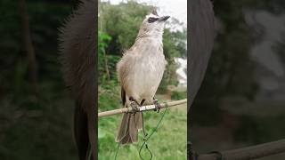 Pikat Trucukan Gacor 