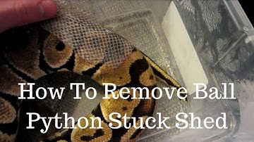 How To Remove Ball Python Stuck Shed - Benjamin