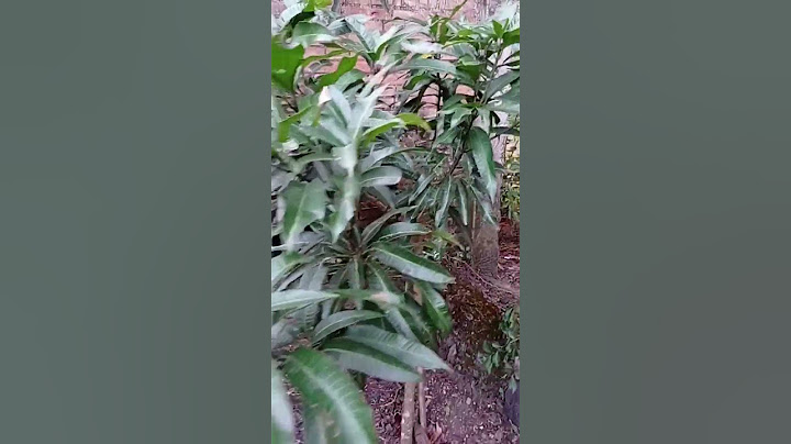 Tanaman buah mangga #tanaman#pertanian #farming