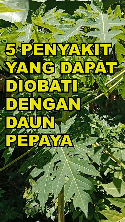 5 Penyakit Yang Dapat Diobati Dengan Daun Pepaya #ekoazis