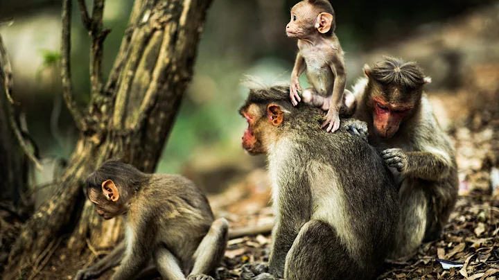 Skeptic & Ranting: Debunking All Of The Best “Proof” Of Evolution?