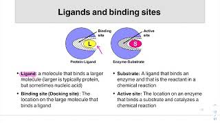 04 Ligands and Binding Sites