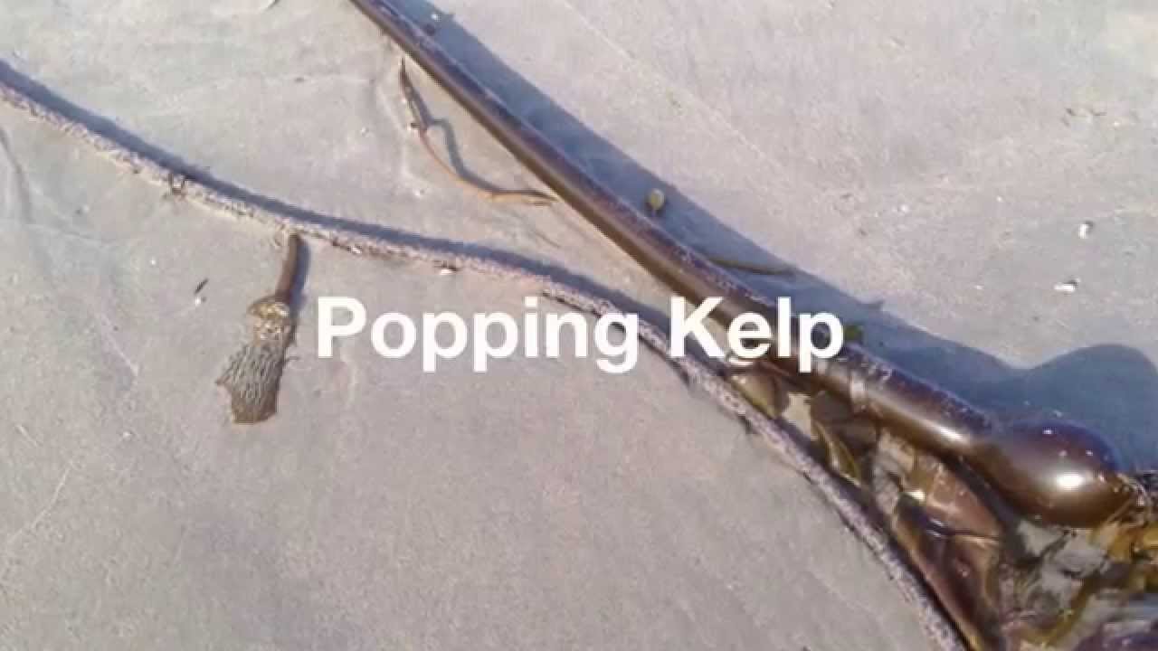Popping Kelp Video