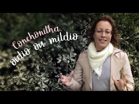 Vídeo: O que é um bico de grua tuberosa – Aprenda sobre o plantio de gerânios tuberosos