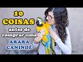 10 COISAS QUE VOCÊ PRECISA SABER ANTES DE TER UMA ARARA CANINDÉ - UDP