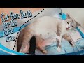 CAT GIVING BIRTH TO 3 KITTENS | Helping Nara to Give Birth