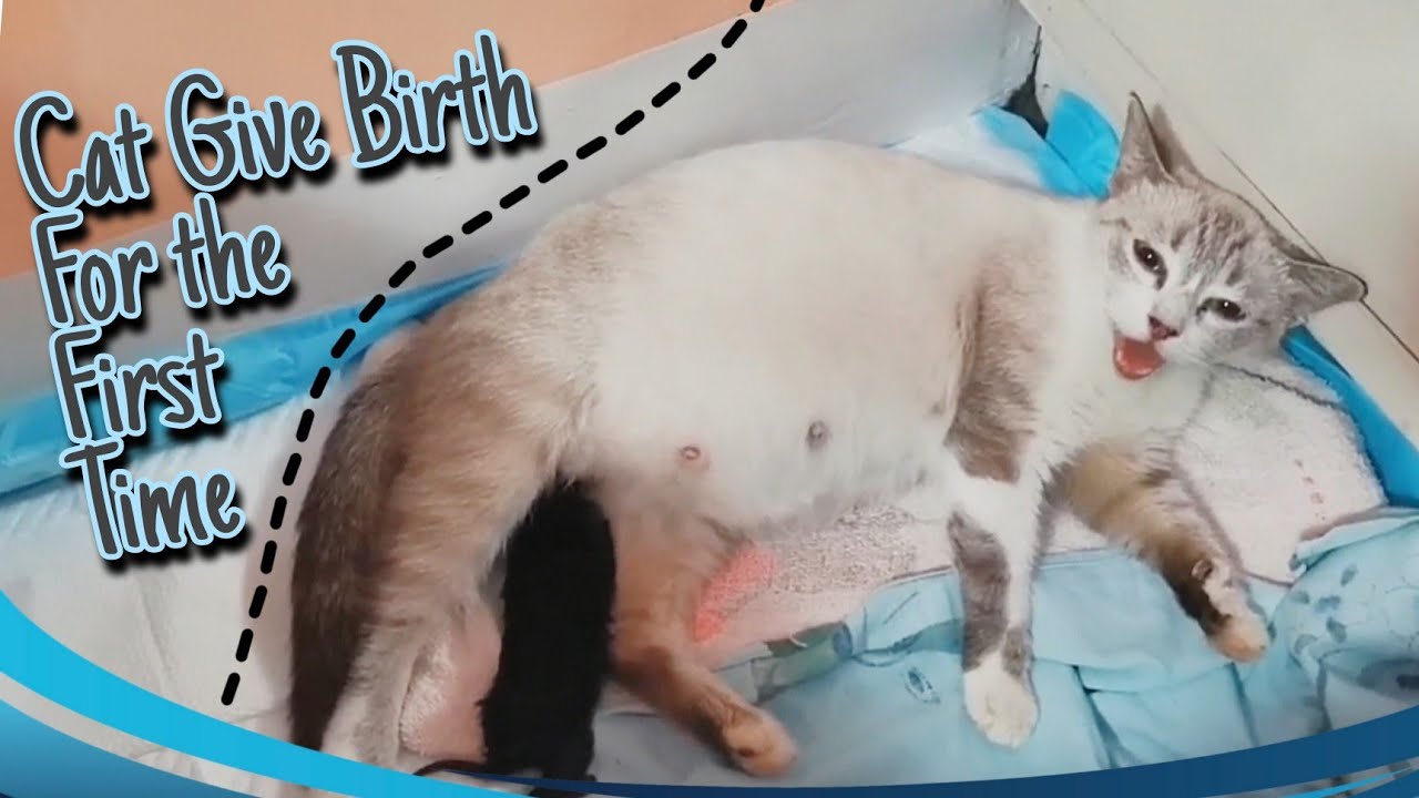 Cat Giving Birth to a Pure Black Siamese Kitten YouTube