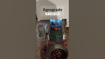 AI-powered Onion sorting machine in Manmad #ai #onion #agriculture #agritech  #makeinindia