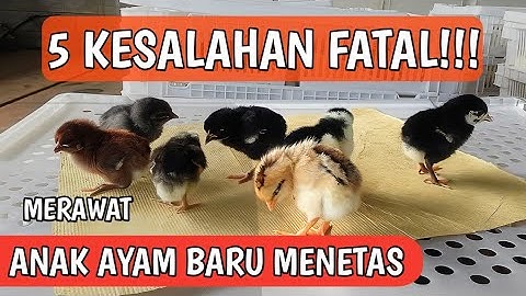 5 KESALAHAN FATAL DALAM MERAWAT ANAK AYAM BARU MENETAS