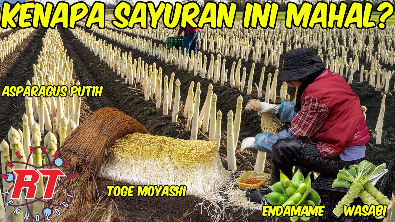 KENAPA SAYURAN INI MAHAL? BEGINILAH PROSES PERTANIAN SAYURAN PREMIUM DUNIA YANG JARANG TEREKSPOS!
