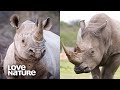 White Rhino vs Black Rhino | Love Nature