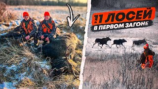 Охота на ЛОСЯ. 11 ЛОСЕЙ в загоне. Добыли 2 Быков!