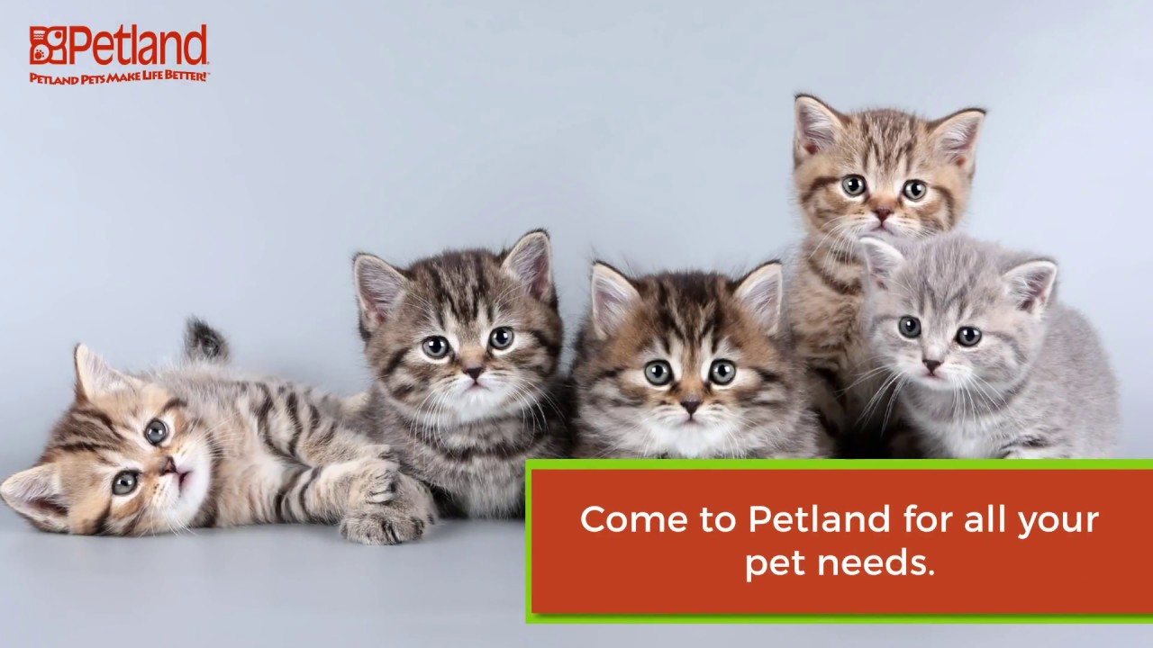 Petland Loves Pets YouTube
