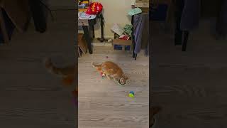 Harriet eats & then Richard eats 😽🐔🍤🎼