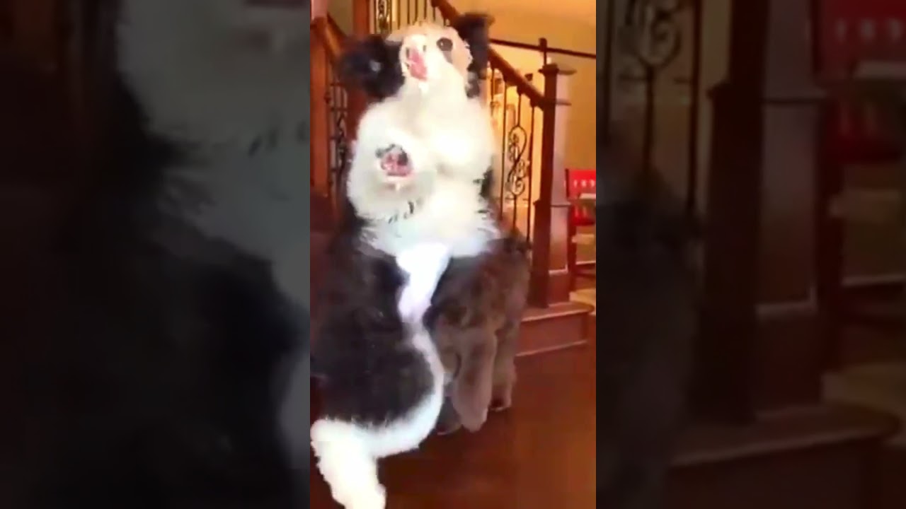 DOG FAILS | [LAUGHABLE] 2023 – part 4  #rufus #cats #funny
