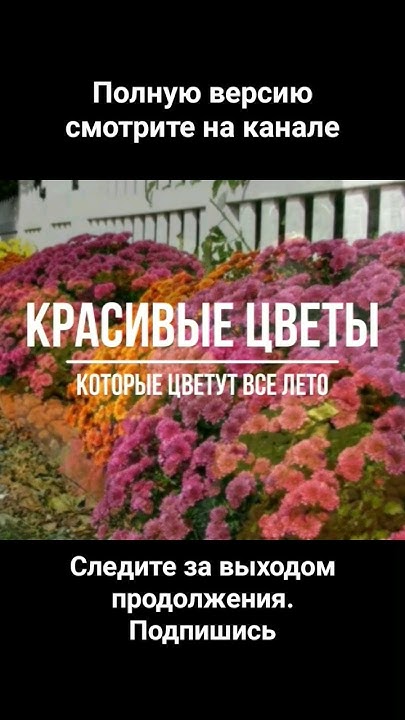 ОЧЕНЬ КРАСИВЫЕ ЦВЕТЫ которые цветут ВСЕ ЛЕТО. Многолетние САДОВЫЕ ЦВЕТЫ ...