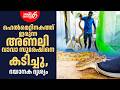 ക റ റൻ അണല വ വ സ ര ഷ ന കട ച ച Vava Suresh Bitten By Giant Viper Snakemaster 1160 