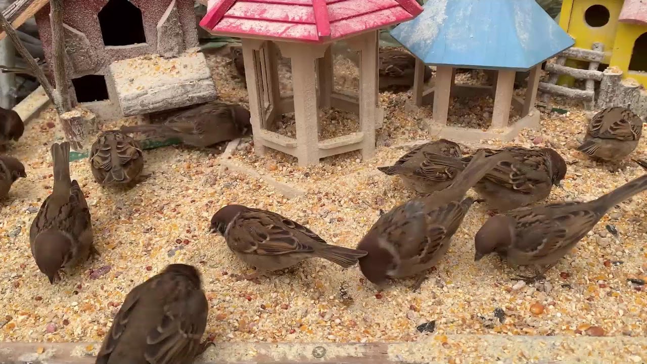 🔴 Bird Feeder 24/7 🐦 Sparrows Only | Peaceful Nature Loop