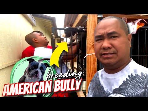 An American Bully Ready for Breeding