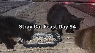 Stray Cat Feast Day 94 by SW 26 views 4 months ago 47 minutes