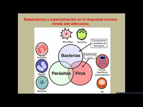 Vídeo: Subversión Del Compartimento De Células B Durante Infecciones Parasitarias, Bacterianas Y Virales