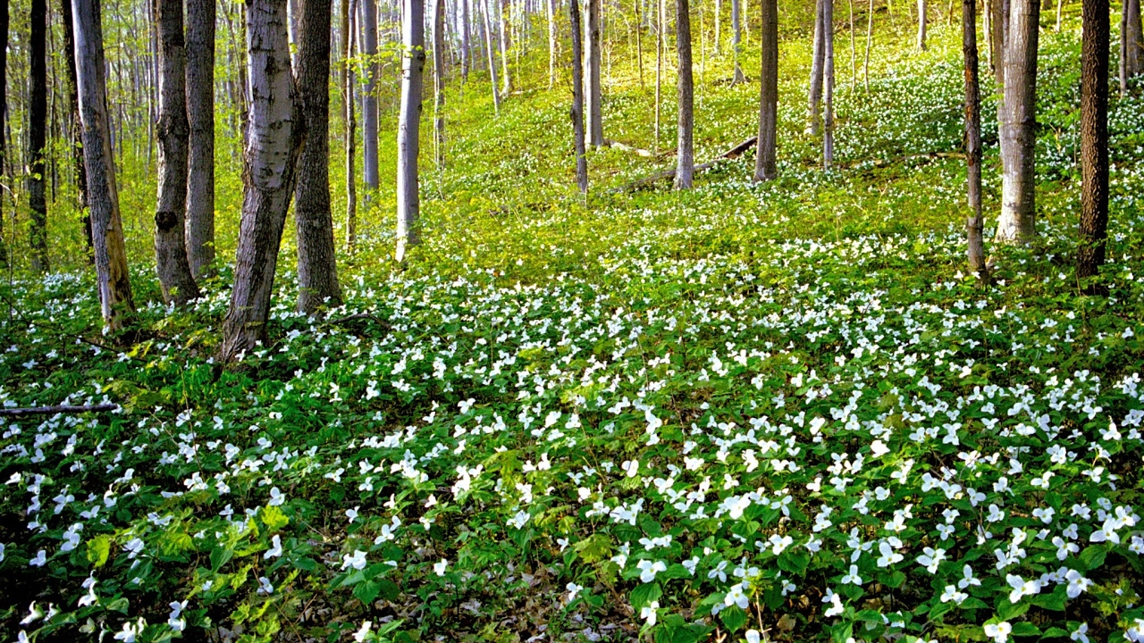 Springwater Township Live Stream