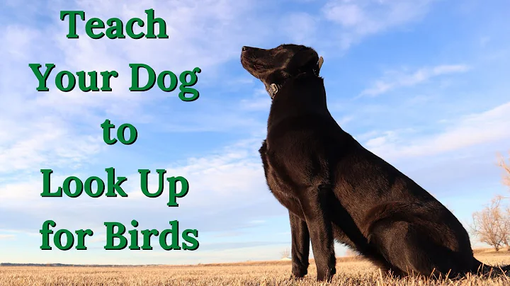 The Best Way To Teach Your Dog to Look Up for Birds
