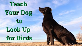 Teach Your Dog to Look Up for Birds